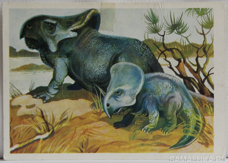  protoceratops