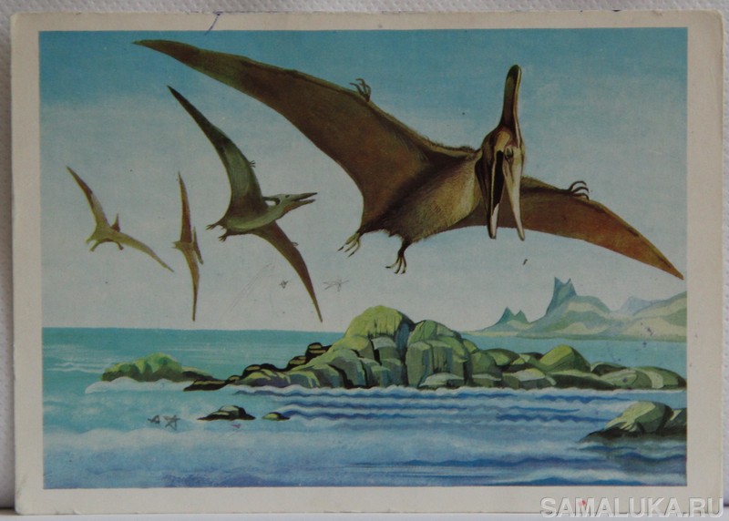  pteranodon