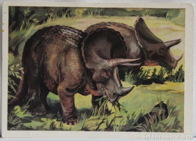  triceratops