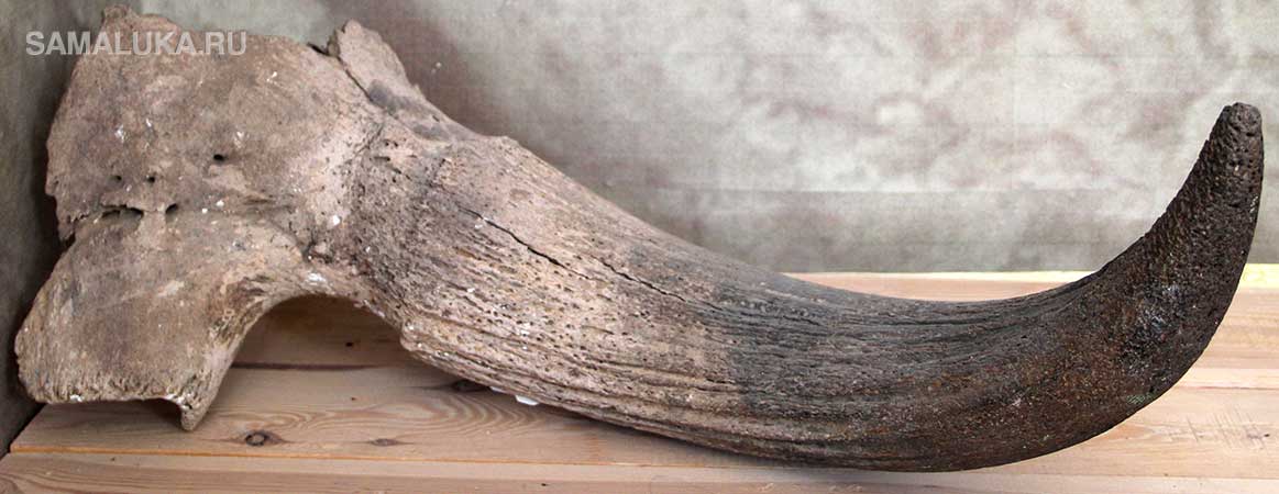 Рог доисторического бизона с частью черепа